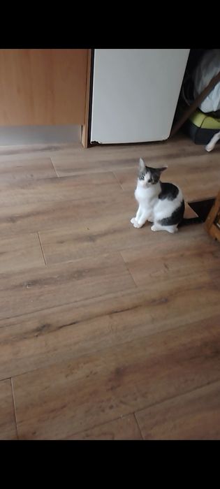 2 gatos para adoção