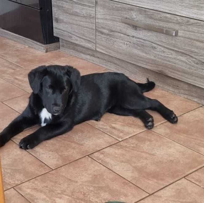 Oddam psa krzyżówka po Labrador