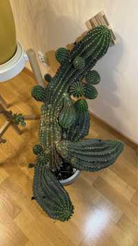 Ogromny Kaktus „Echinopsis eyriesii” - !! OPIS !!