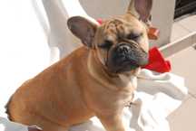 buldog francuski sunia