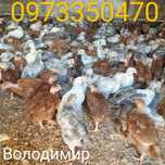 Кури Мясо Несучки