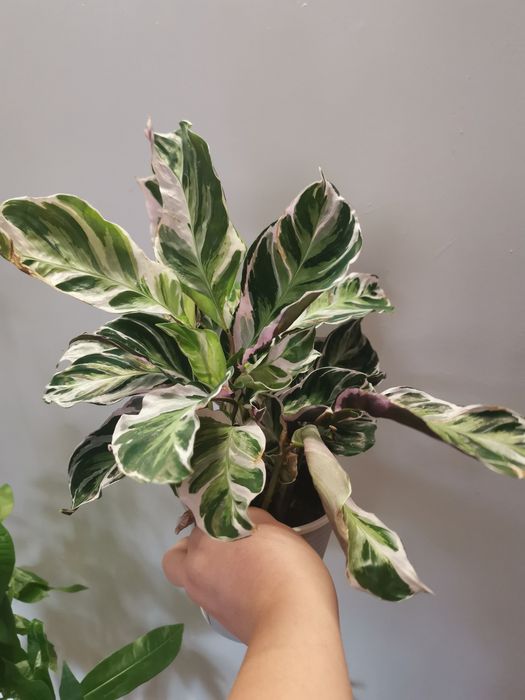 Calathea white fuzion, zamiokulkas raven, pachira, Szeflera, i inne