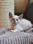 Devon Rex**Kotka Niebieskooka**Do Rezerwacji