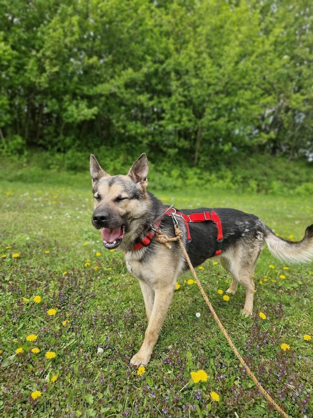 Hektor do adopcji Schronisko Sokołów Podl.