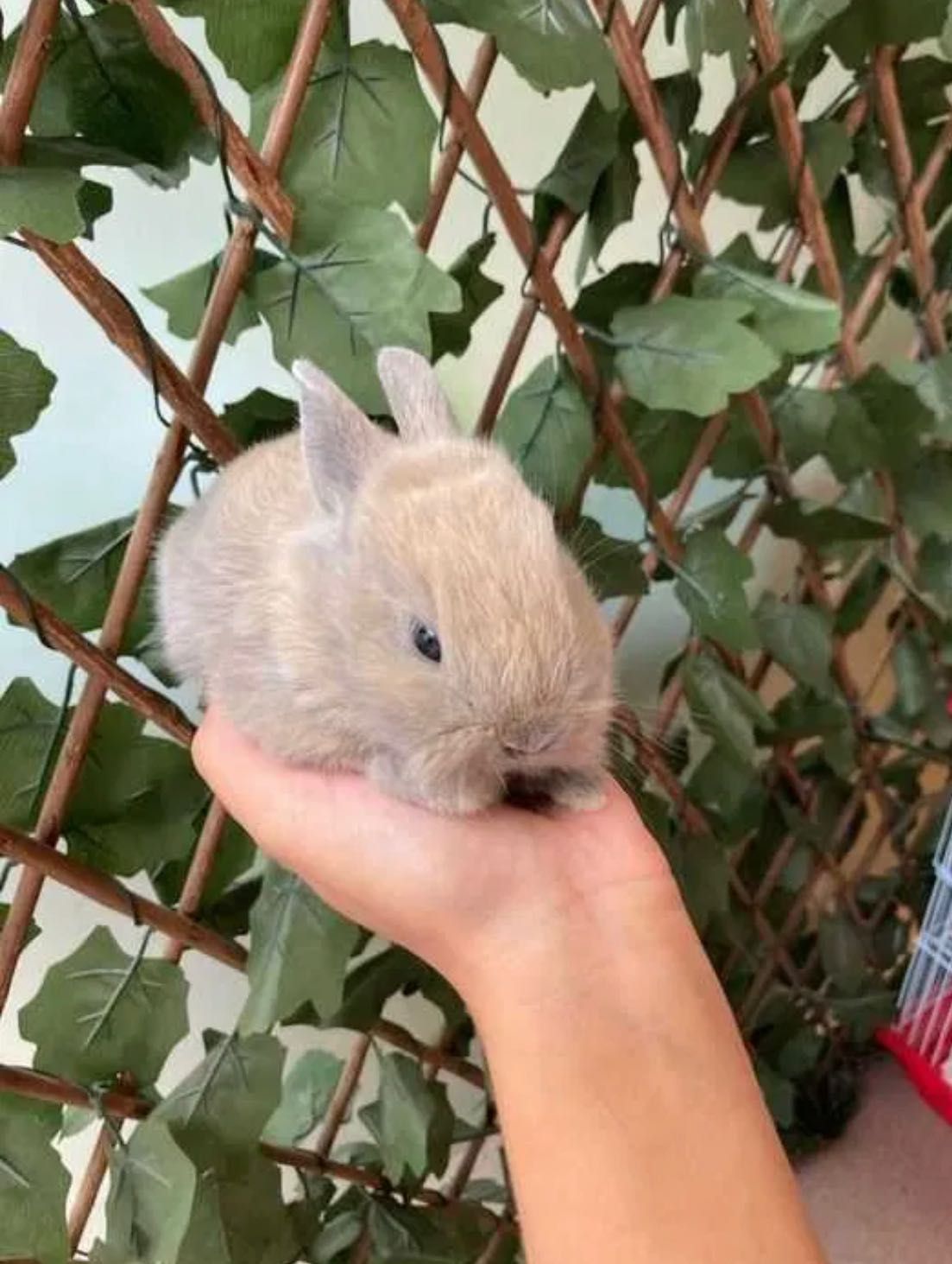 Coelhos Anões Mini Toy em Loja Profissional