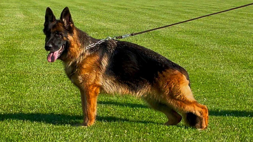 Owczarek niemiecki czarny