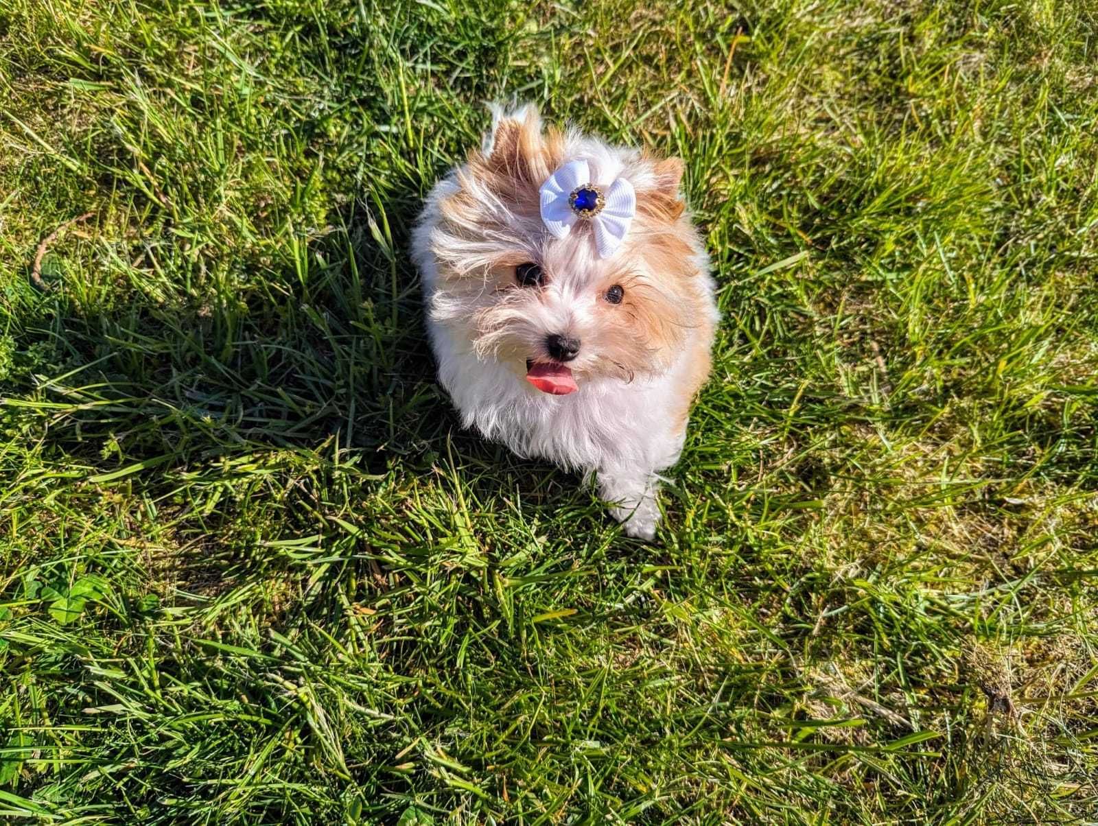 Piękna dziewczynka Umico Golddust Yorkshire Terrier