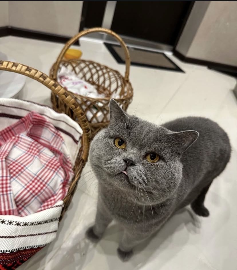 Чистокровные шотландские  котята