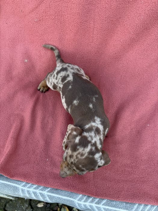 Teckel macho miniatura