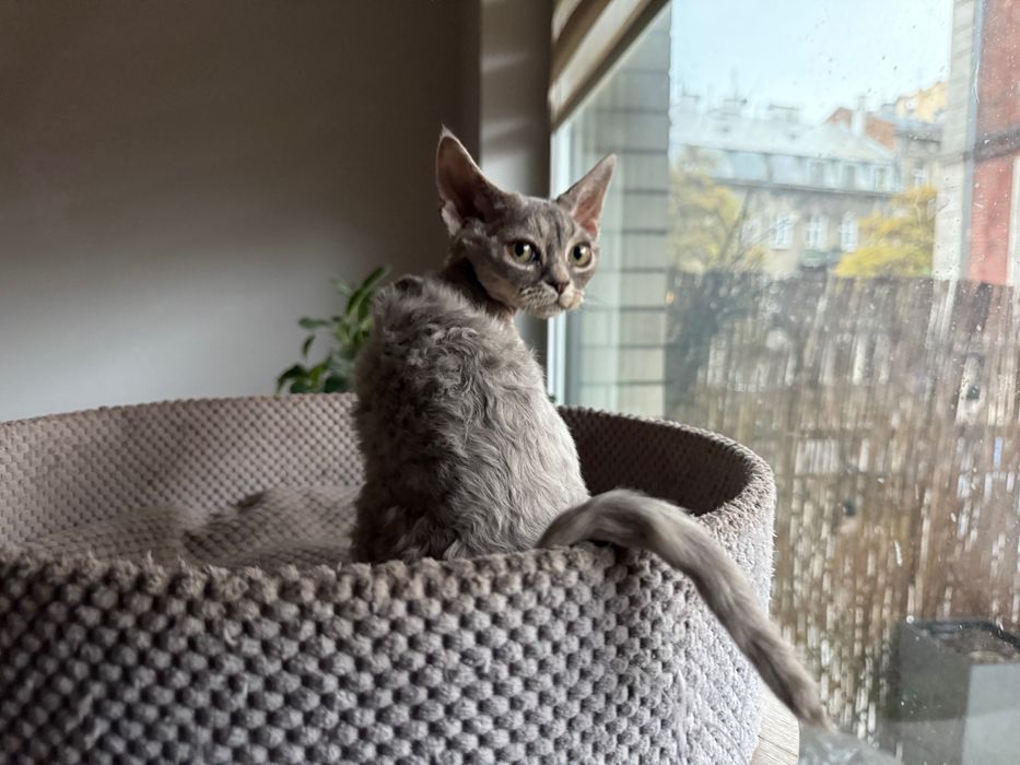 Dziewczynka Devon Rex niebieska