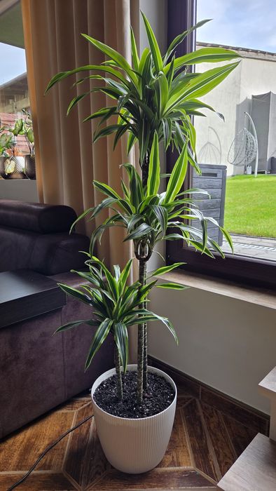 Dracena wonna smokowiec