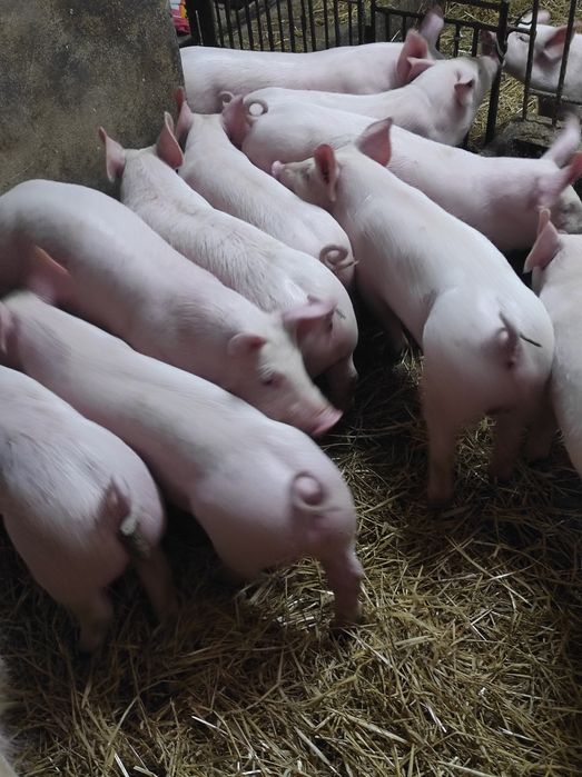 Prosięta,prosiaki,warchlaki,10 sztuk,9 tygodni,transport