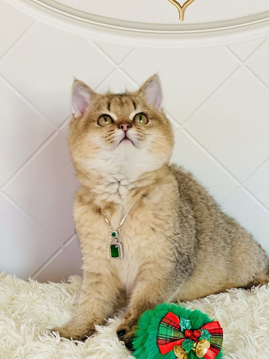 Британська золота шиншилла