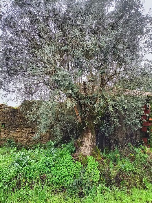 Oliveiras seculares