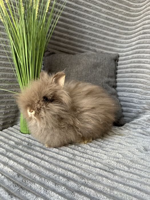 Obcinanie, Pielęgnacja Królików Miniaturek Teddy