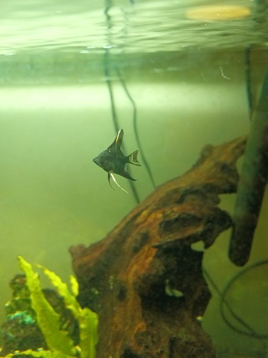 Oddam dwa młode, czarne skalary