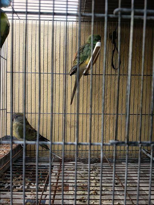 Casal de red rumper produtores