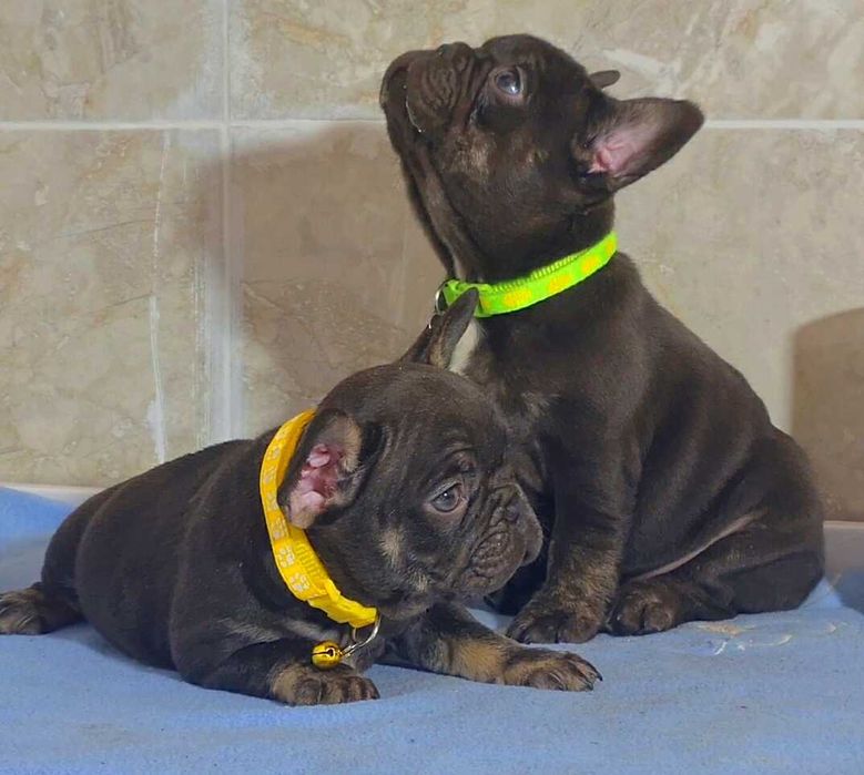 В отличном качестве от привозных родителей щенки французского бульдога