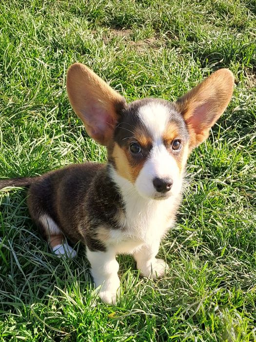 **SALLY **sunia  Welsh Corgi Cardigan tricolor gotowa do odbioru