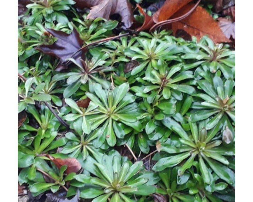 Gęsiówka macedońska na skalniak