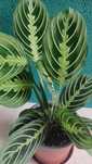 Maranta lemon lime