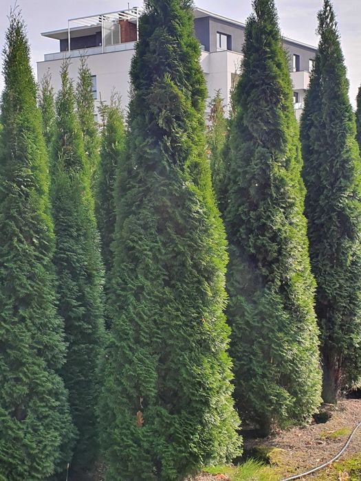 TUJA SZMARAGD Thuja smaragd 400cm kopane maszyna TRANsport