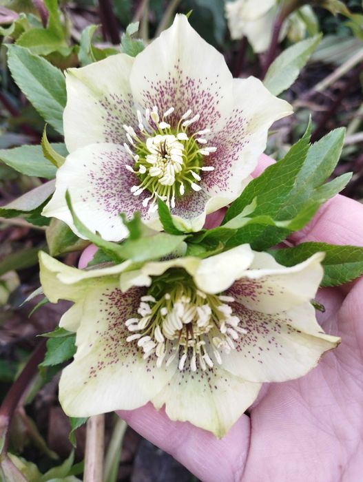 Морозники  чемерники