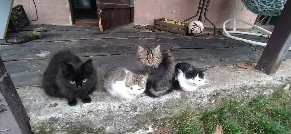 милые пушистикы готовы новому дому.