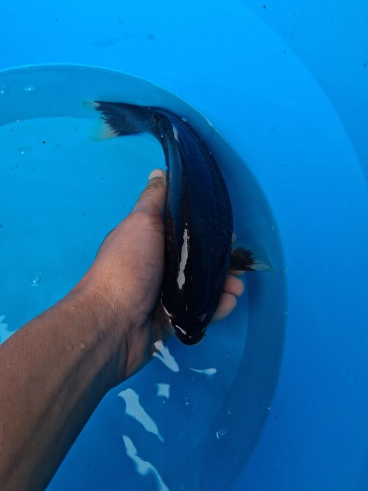 Carpa koi japonesa