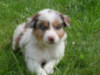 Border collie - Red Merle Tri Color