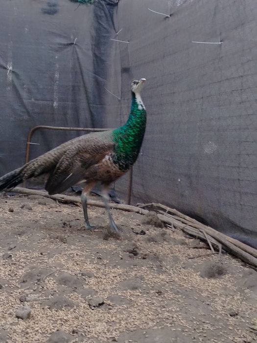 Paw szmaragdowy pawie szmaragdowe szmaragdy