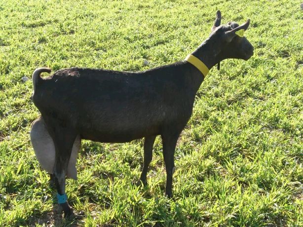 Мурсія Гранада, Мурсіано-гранадіна,кози
