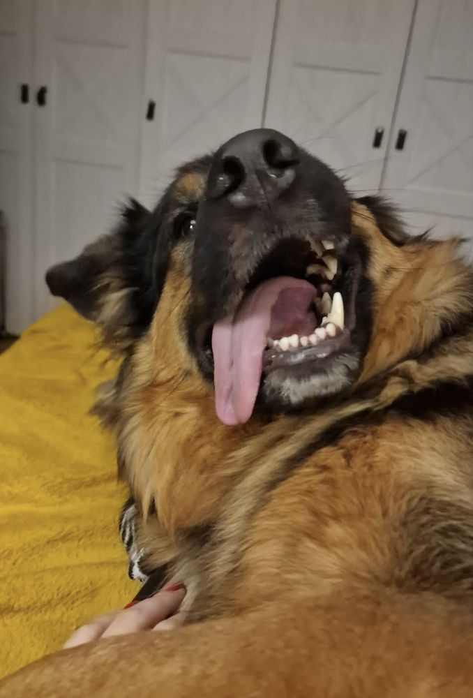 Uroczy piesek w typie owczarka do adopcji