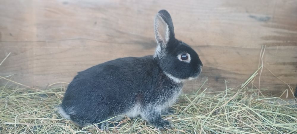 Kruliki miniaturki samce i  samice