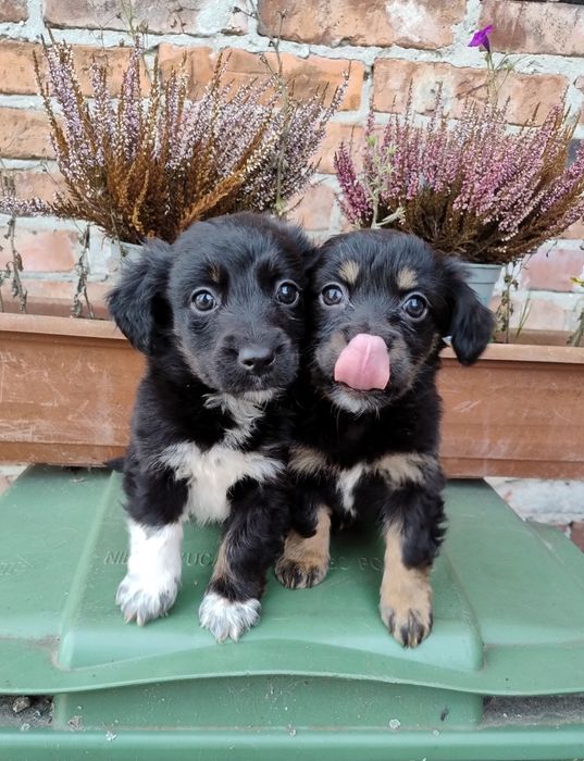 Szczeniaczki cudaki małe.