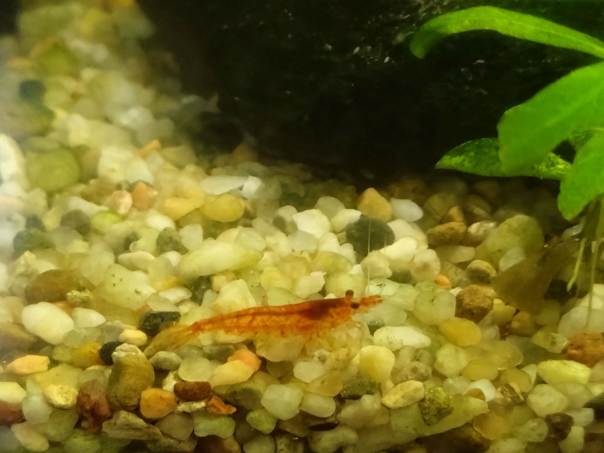 Krewetki poselekcyjne red cherry Sakura bloody mary neocaridina