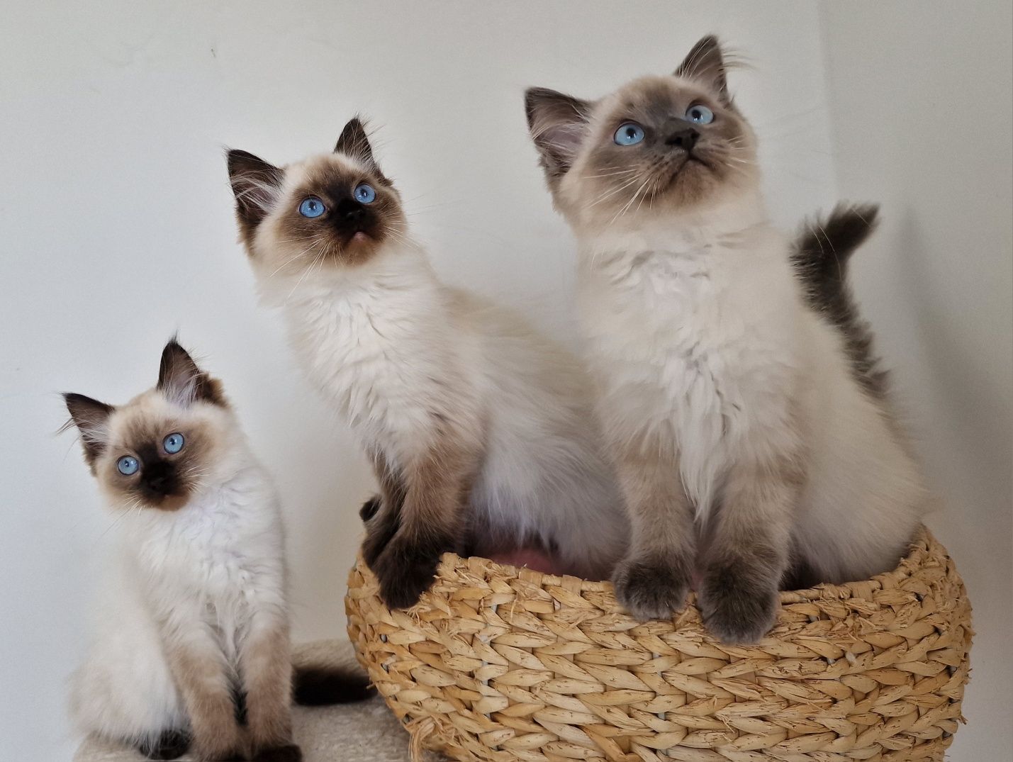 Kocurek ragdoll z międzynarodowym rodowodem FIFE.