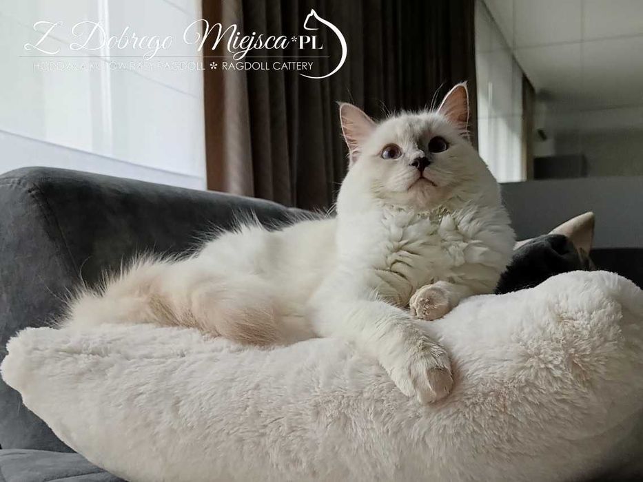 REZERWACJA/FPL/HEXA – liliowa kotka Ragdoll z prawdziwej hodowli
