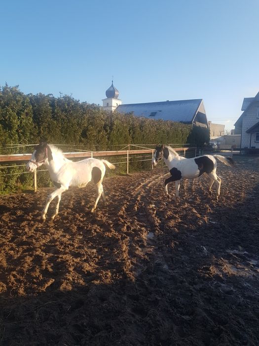 Para źrebiąt - ogierki, ogier