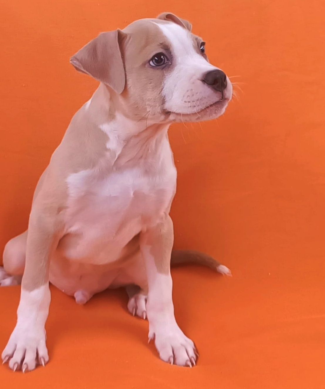Macho American pitbull
