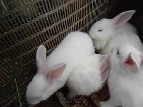 Кролики породи біла термонська. Є три лінії. В продажі самці та самки.