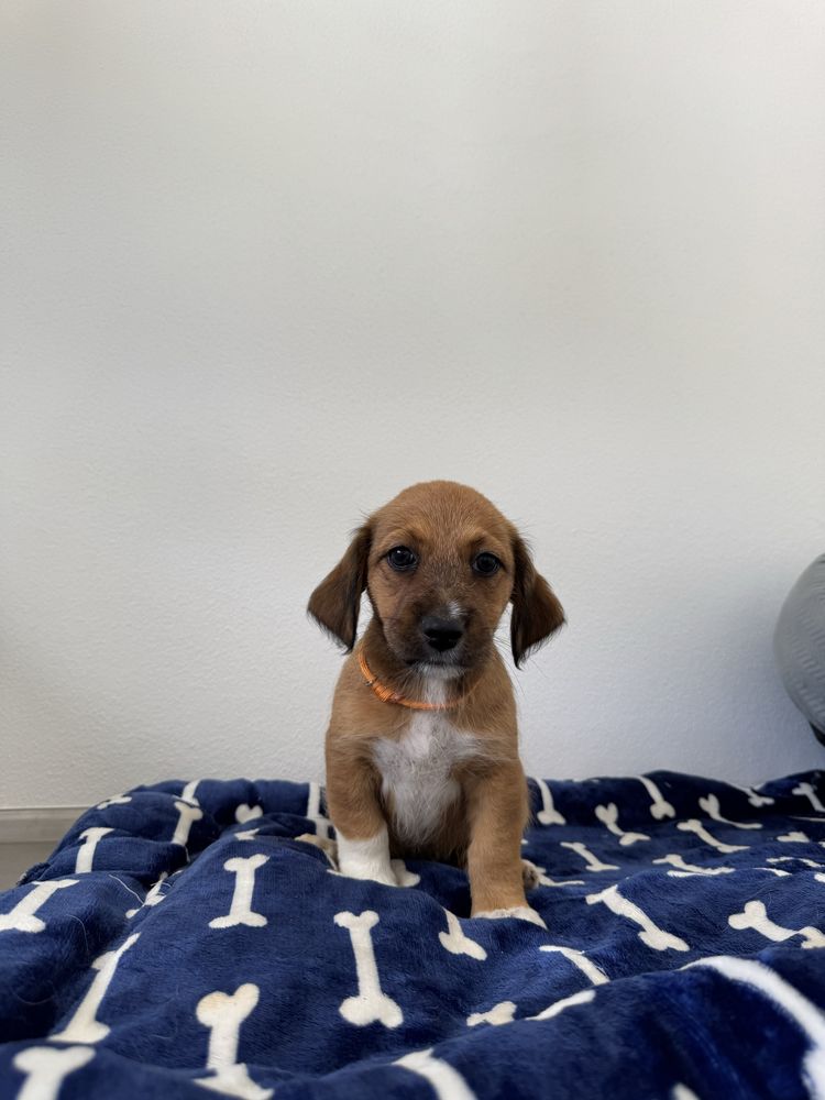 Lua & Estrelita - 2.5 meses, porte médio (15kg)