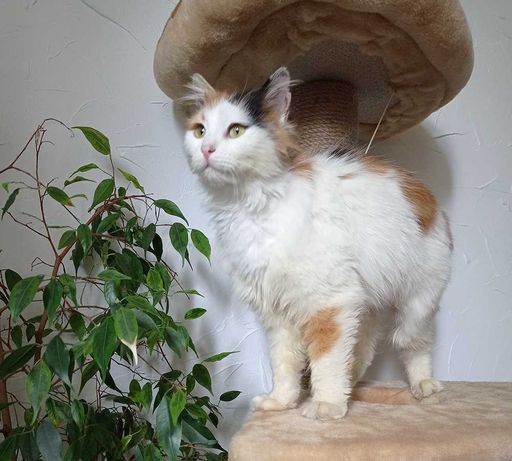 Шикарная кошка с добрым характером, трехцветка