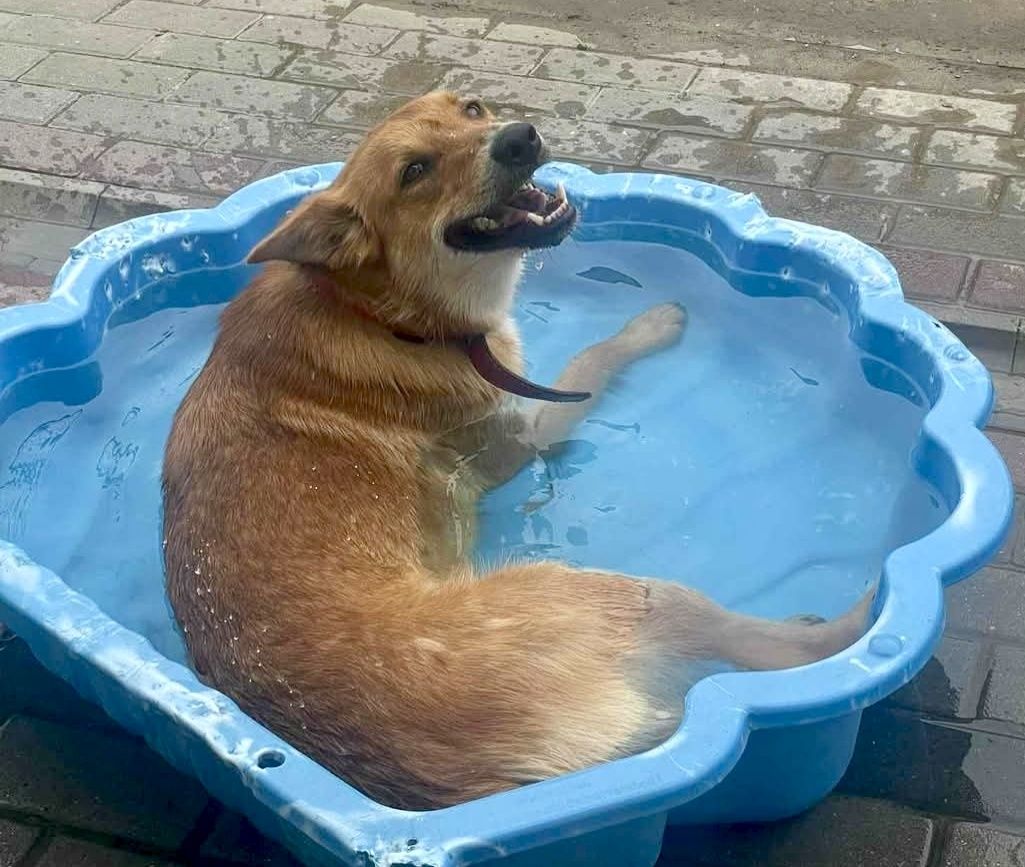 Jacuś gorąco poleca się do adopcji..