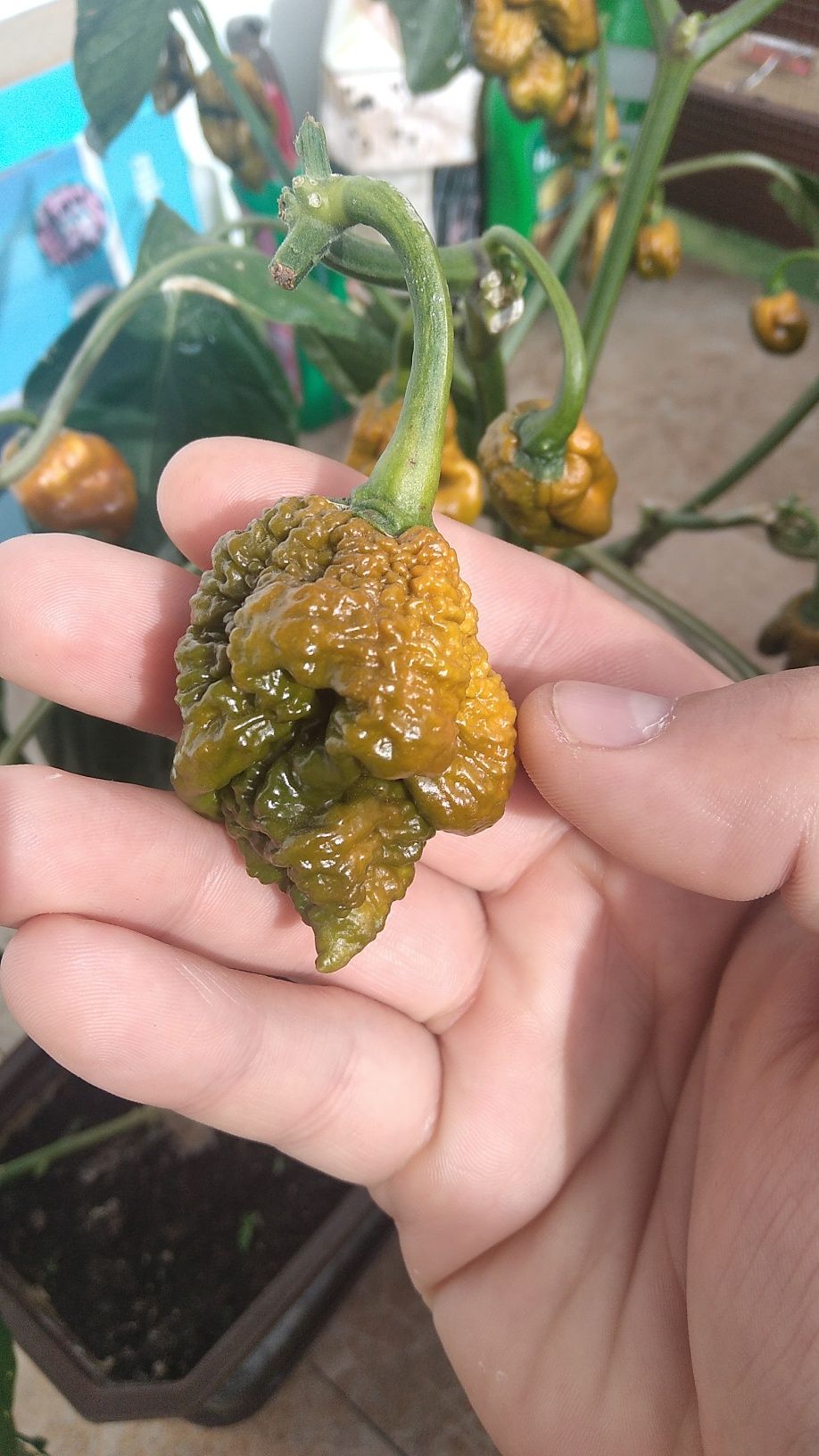 Pepper X nasiona