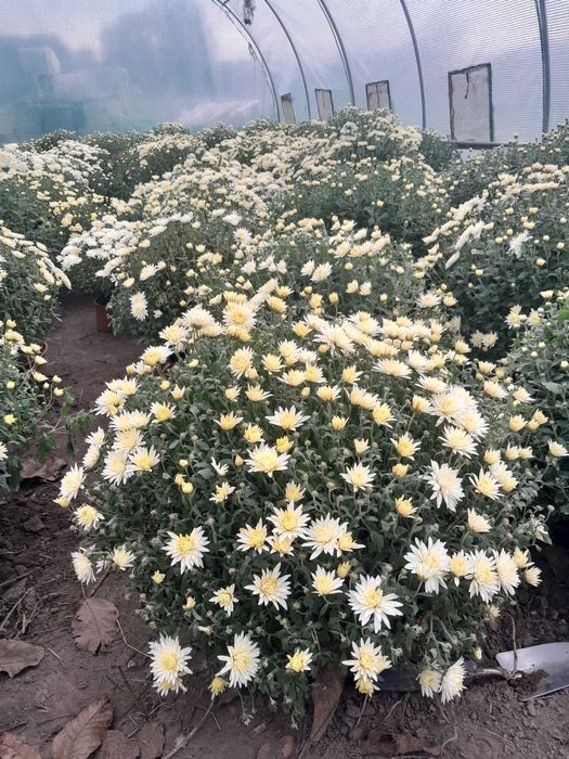 Chryzantemy drobnokwiatowe