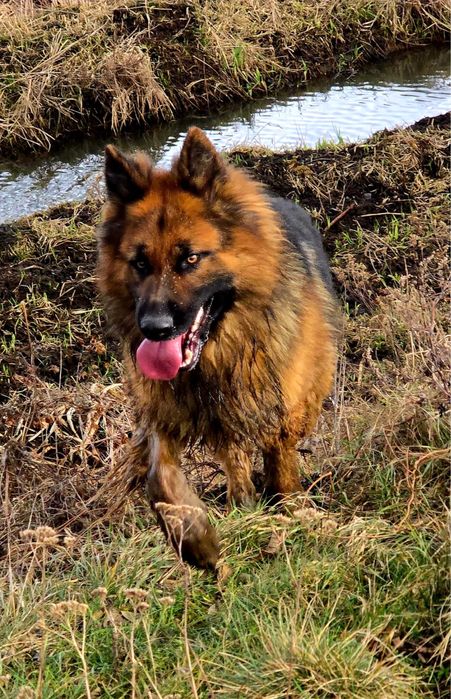 Owczarek niemiecki dlugowlosy