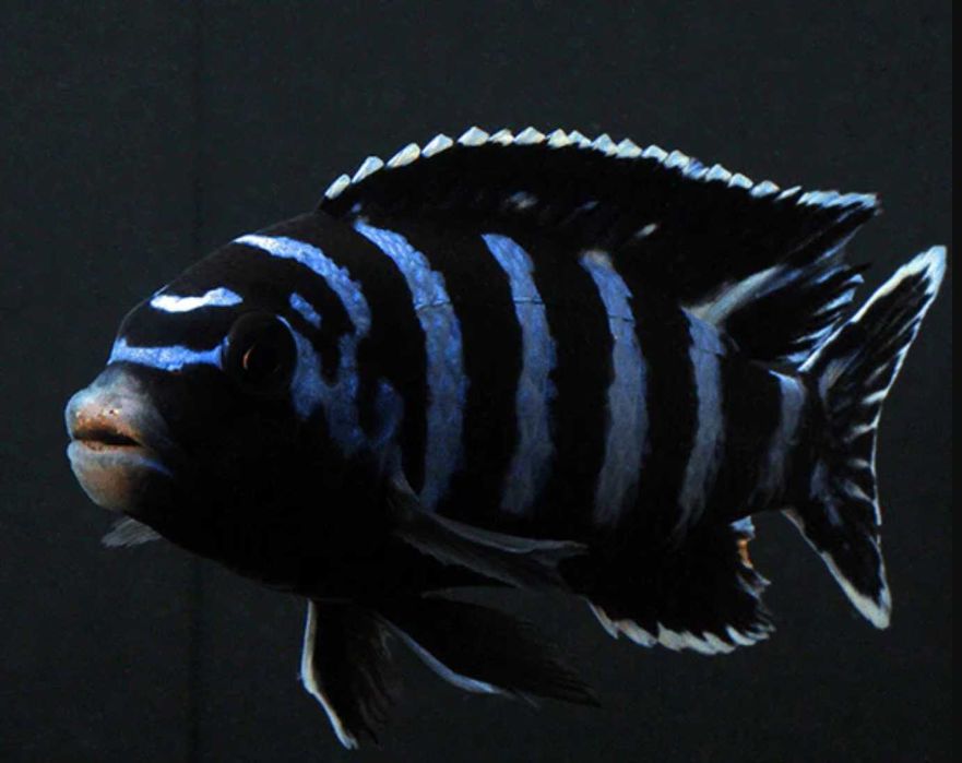 Chindongo demasoni - Malawik pasiasty - dowóz, wysyłka