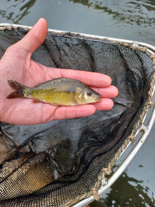 Sandacz 25cm+ i większe . Miętus, Jesiotr .
