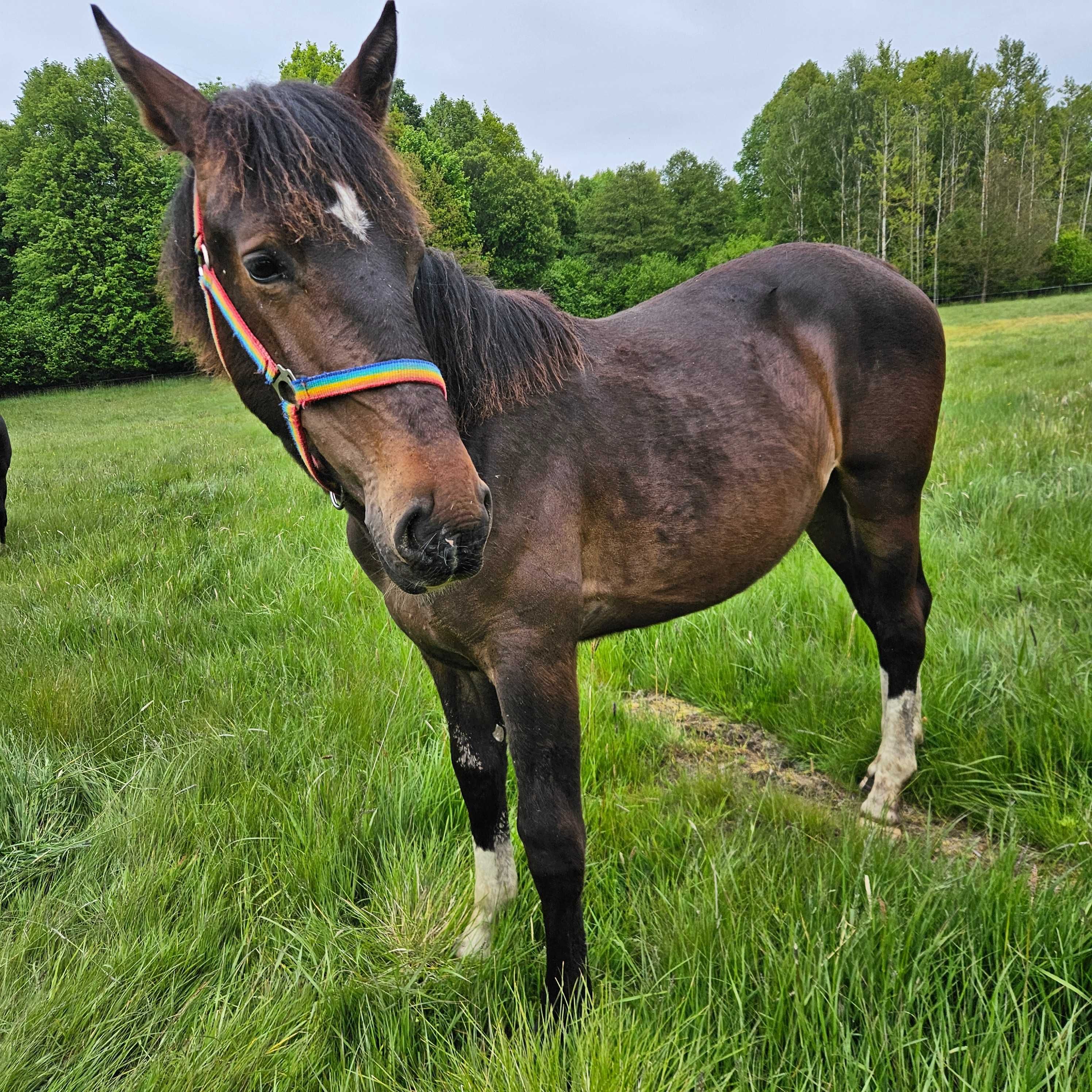 Sprzedam klacz śląską